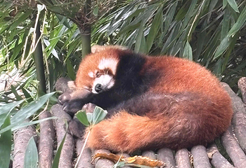 熊猫谷第 48 张图片