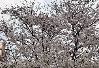 漫花庄园第 99 张图片