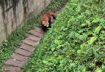 成都大熊猫繁育研究基地第 609 张图片