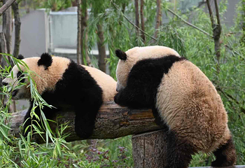 成都大熊猫繁育研究基地第 60 张图片
