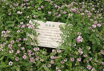 新加坡植物园第 80 张图片
