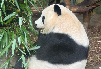 成都大熊猫繁育研究基地第 346 张图片