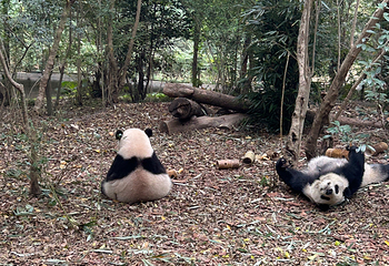 成都大熊猫繁育研究基地第 398 张图片