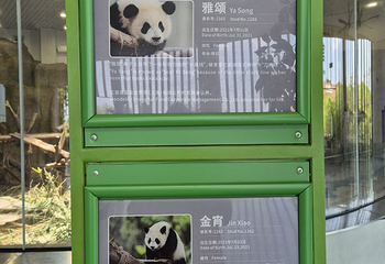 成都大熊猫繁育研究基地第 315 张图片
