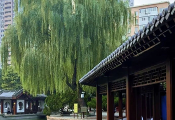 团结湖公园第 114 张图片