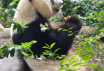 成都大熊猫繁育研究基地第 174 张图片