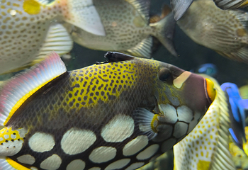 河内时代之城水族馆第 16 张图片