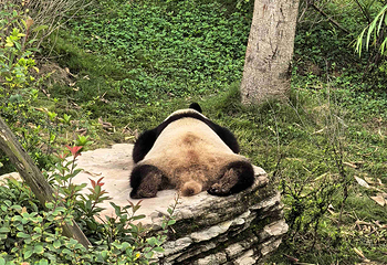 成都大熊猫繁育研究基地第 300 张图片