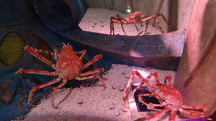 三亚亚特兰蒂斯失落的空间水族馆第 255 张图片