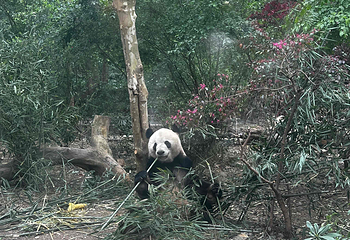 成都大熊猫繁育研究基地第 775 张图片