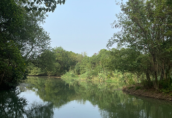 西溪国家湿地公园第 193 张图片