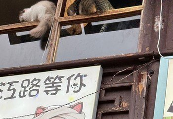 平江路历史街区第 216 张图片