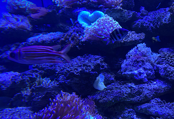 大连圣亚海洋世界第 98 张图片