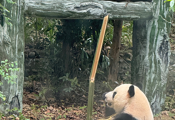 成都大熊猫繁育研究基地第 322 张图片