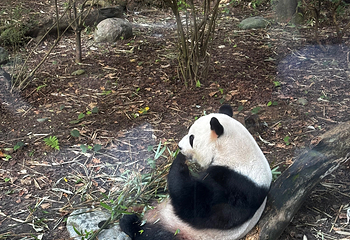 成都大熊猫繁育研究基地第 401 张图片