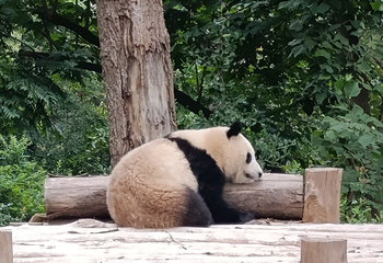 成都大熊猫繁育研究基地第 335 张图片