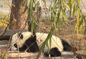 成都大熊猫繁育研究基地第 423 张图片