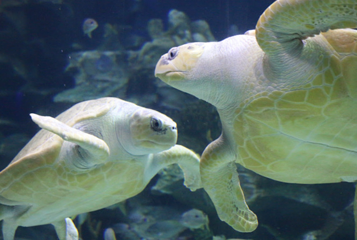 吉隆坡城中城水族馆第 48 张图片