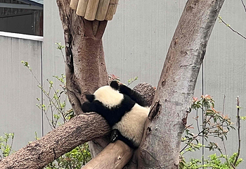成都大熊猫繁育研究基地第 622 张图片