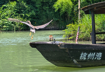 西溪国家湿地公园第 242 张图片