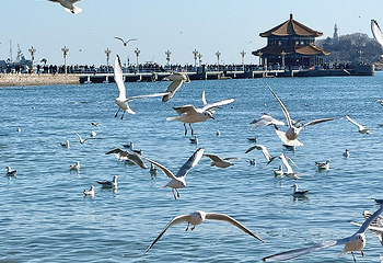 栈桥第 18 张图片