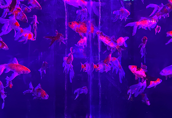 银座艺术水族馆美术馆第 27 张图片