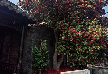 溱潼古镇第 36 张图片