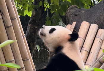 成都大熊猫繁育研究基地第 324 张图片