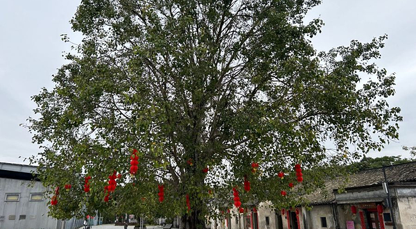 观澜版画村-菩提树