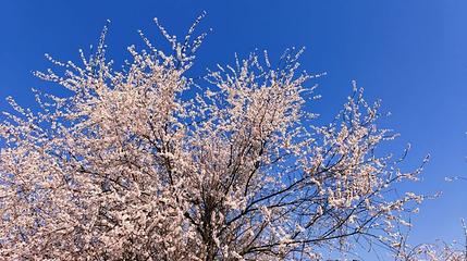 长安梯田花海第 1 张图片