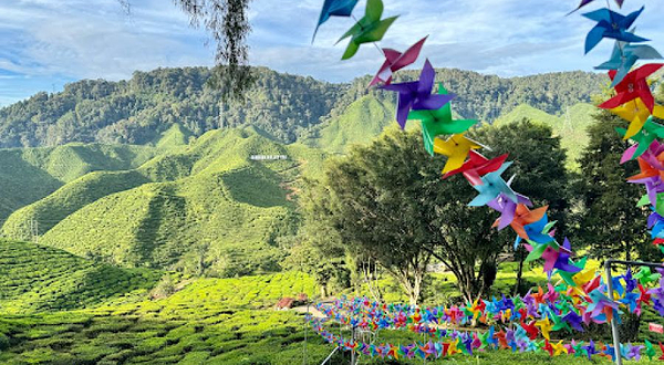 Cameron Valley Tea View point