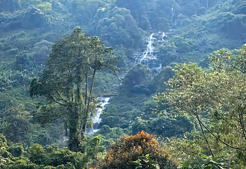 海南百花岭热带雨林文化旅游区第 57 张图片