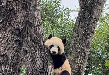 成都大熊猫繁育研究基地第 73 张图片