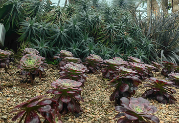 新加坡滨海湾花园第 494 张图片