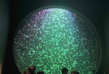 新加坡海洋生态馆第 125 张图片