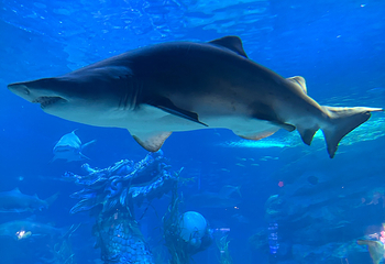釜山SEA LIFE水族馆第 26 张图片