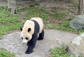 卧龙中华大熊猫苑神树坪基地第 99 张图片