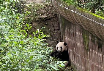 成都大熊猫繁育研究基地第 511 张图片
