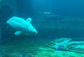 三亚亚特兰蒂斯失落的空间水族馆第 219 张图片