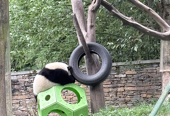 卧龙中华大熊猫苑神树坪基地第 144 张图片