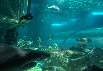 悉尼水族馆第 62 张图片