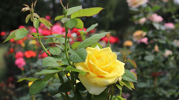 滨江森林公园-滨江岸线观景区