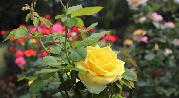 滨江岸线观景区