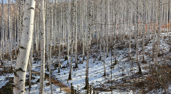 院垈里白桦林