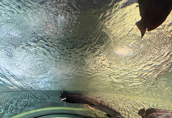 上海海洋水族馆第 170 张图片