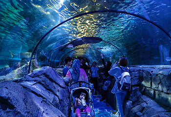 悉尼水族馆第 6 张图片