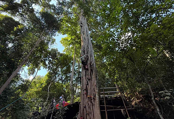 基诺山雨林徒步第 38 张图片