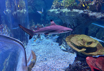 釜山SEA LIFE水族馆第 49 张图片