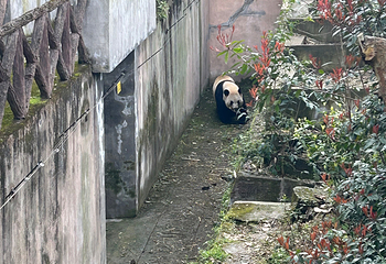 成都大熊猫繁育研究基地第 619 张图片