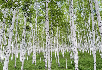 白桦林景区第 121 张图片